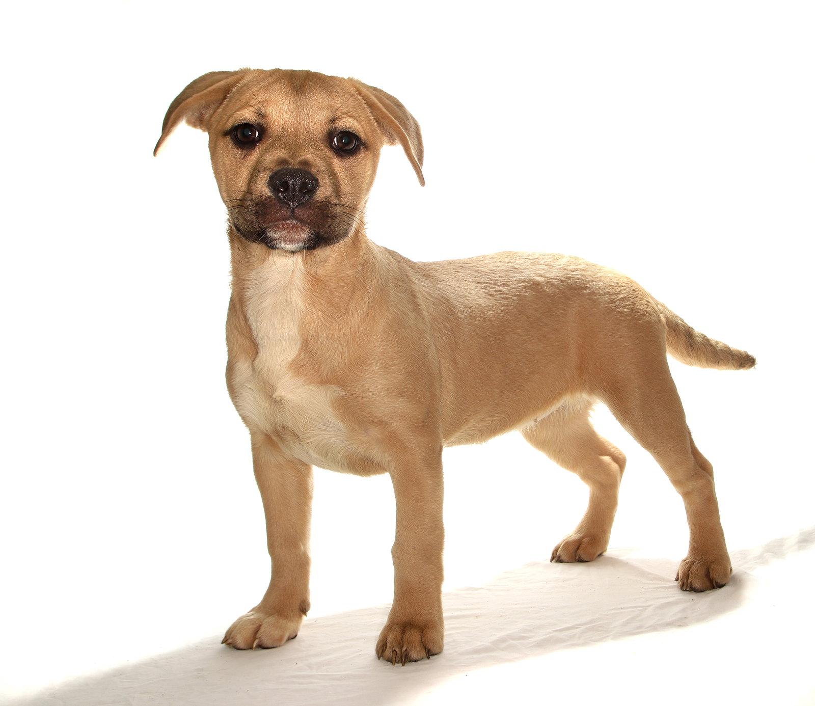 Lydia, a Adoptable mixed breed in Oakland Park, FL image 1/3