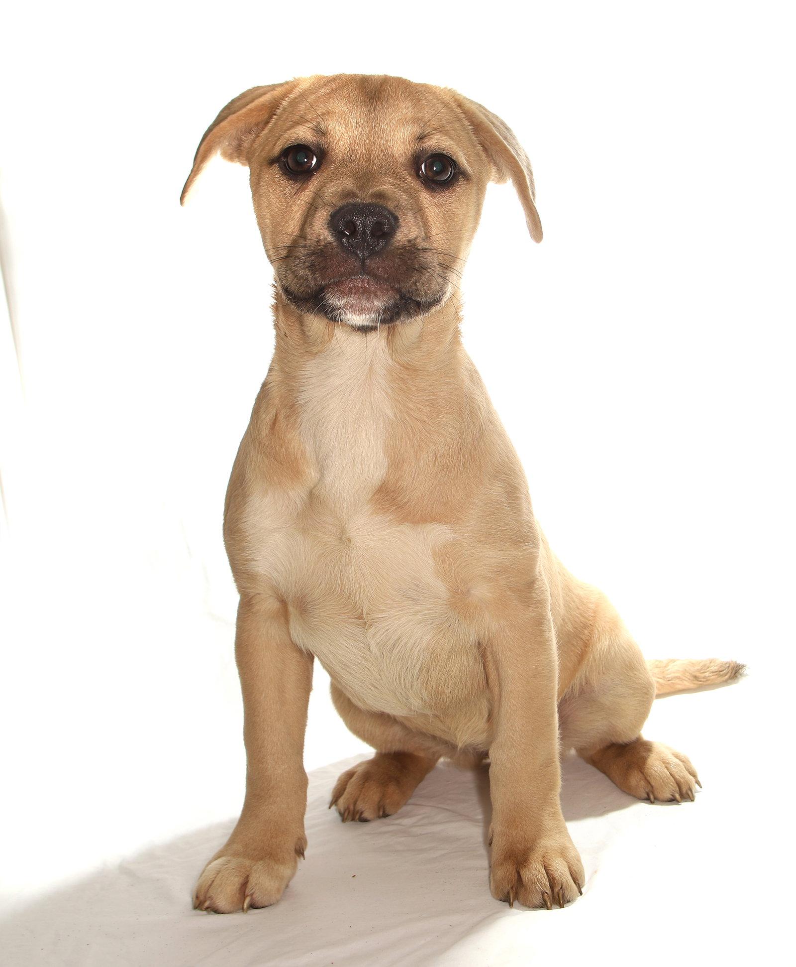 Lydia, a Adoptable mixed breed in Oakland Park, FL image 2/3