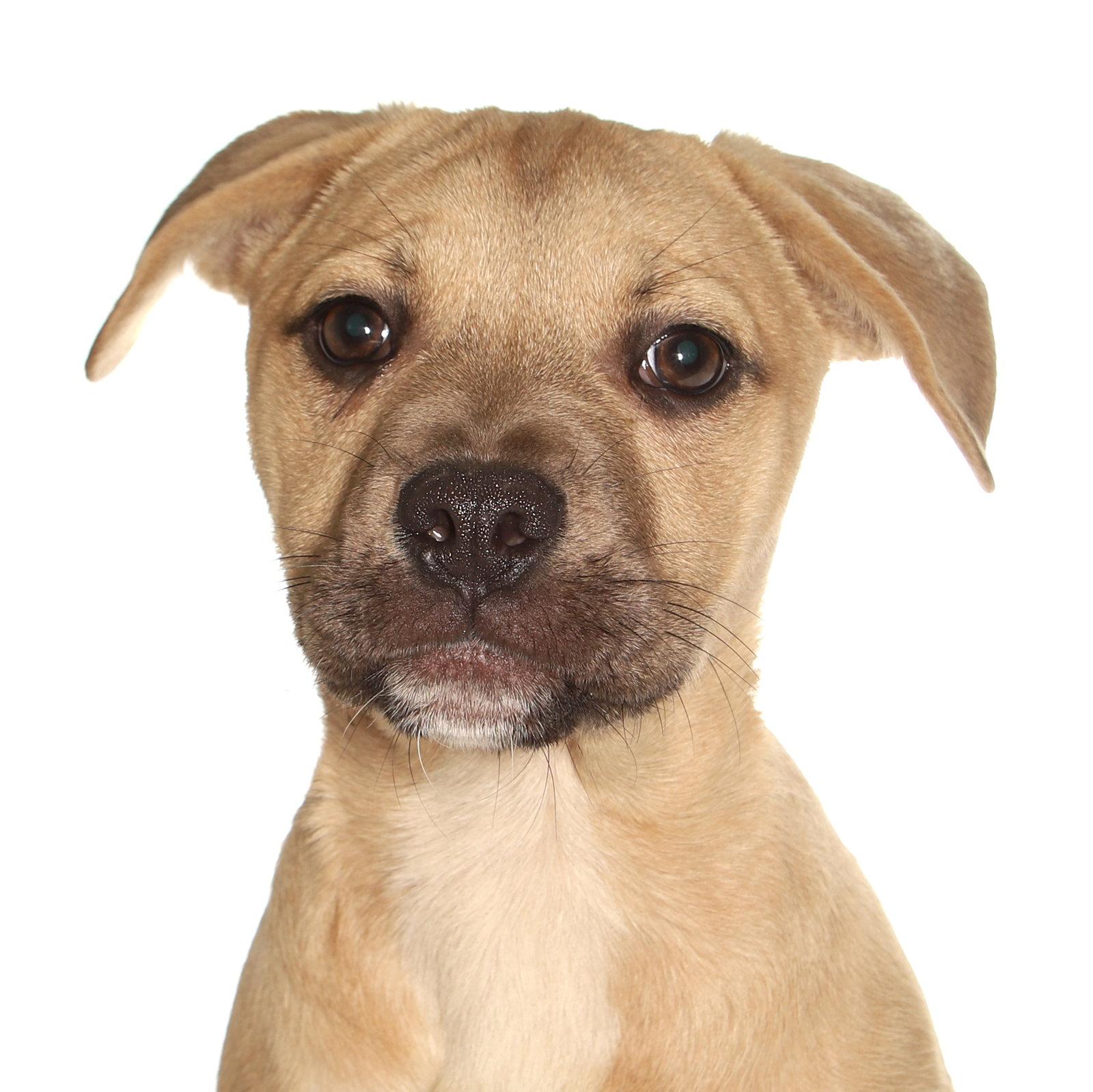 Lydia, a Adoptable mixed breed in Oakland Park, FL image 3/3