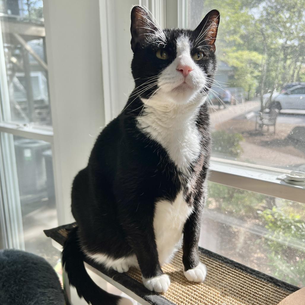 Tango, Adoptable, Senior Male Domestic Short Hair.