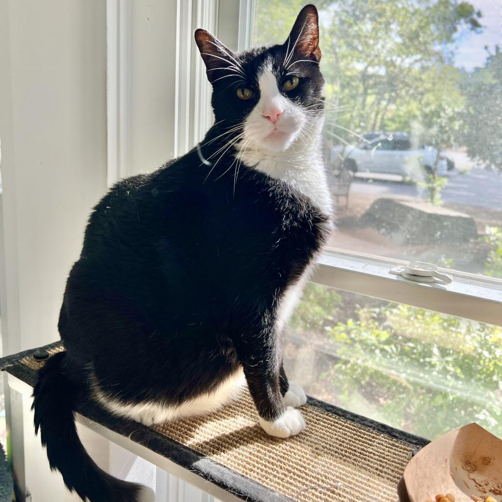 Enlarge Tango, a Adoptable Domestic Short Hair in East Hampton, NY image 2/6