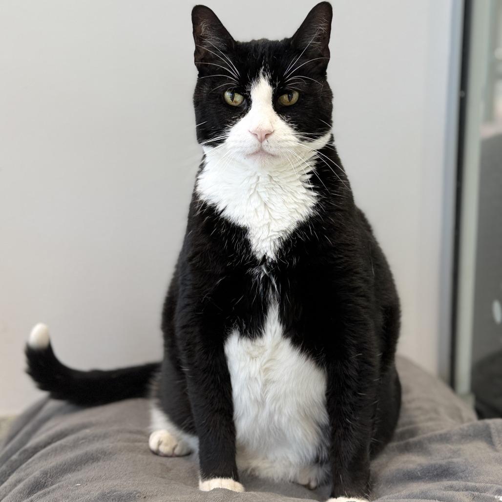 Enlarge Tango, a Adoptable Domestic Short Hair in East Hampton, NY image 3/6