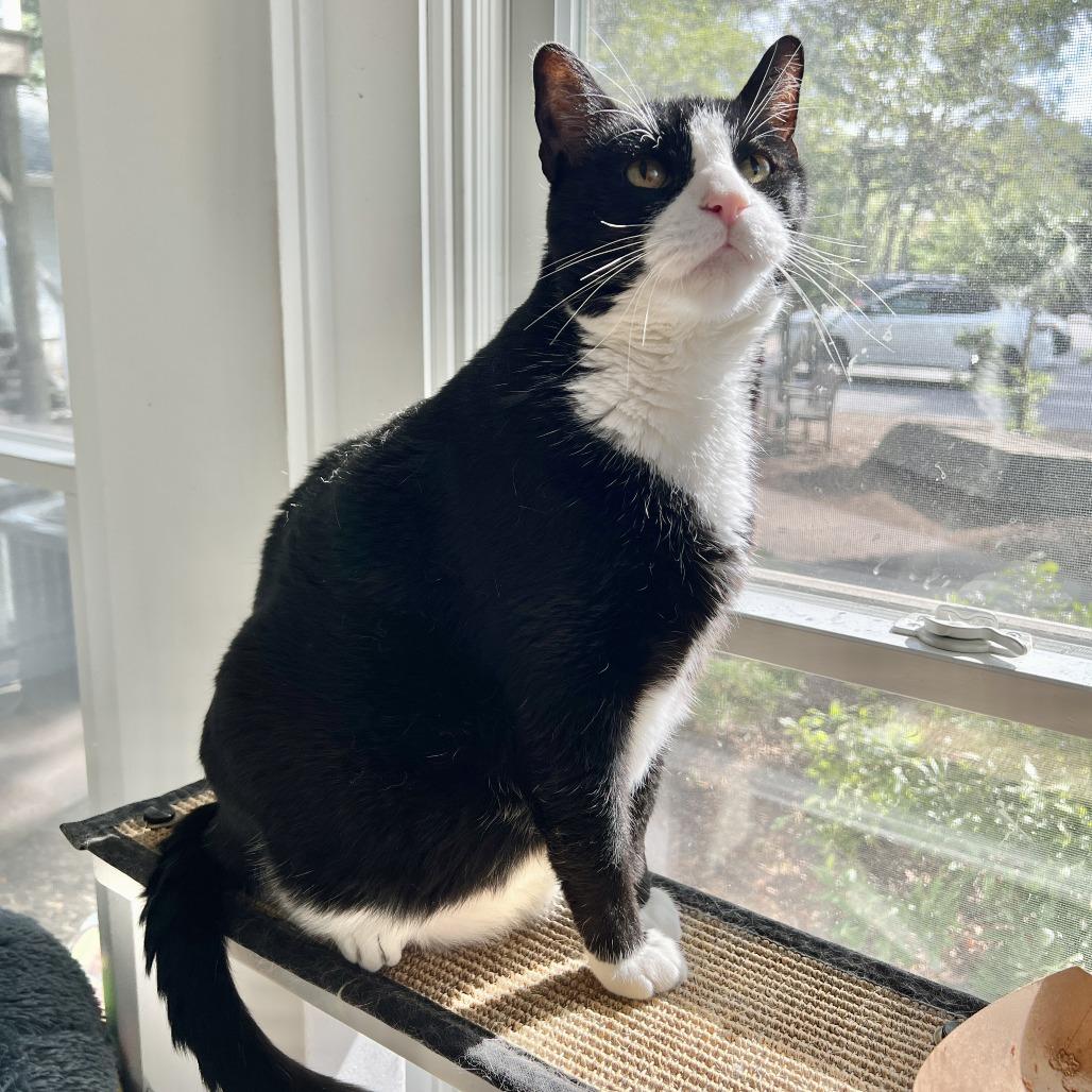Enlarge Tango, a Adoptable Domestic Short Hair in East Hampton, NY image 6/6