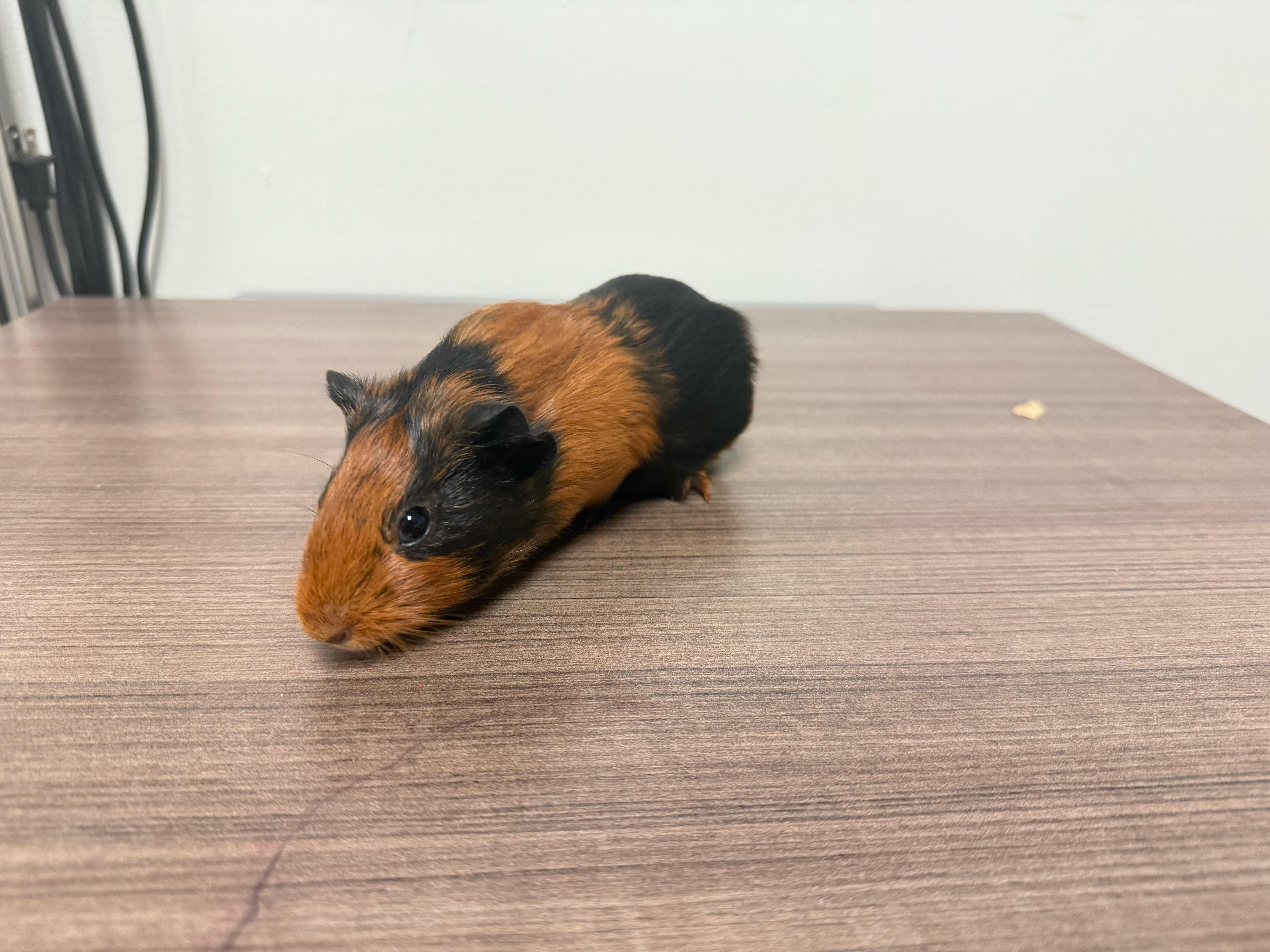 Enlarge The sweet C’s , a ADOPTABLE Guinea Pig in Independence, OH image 5/6