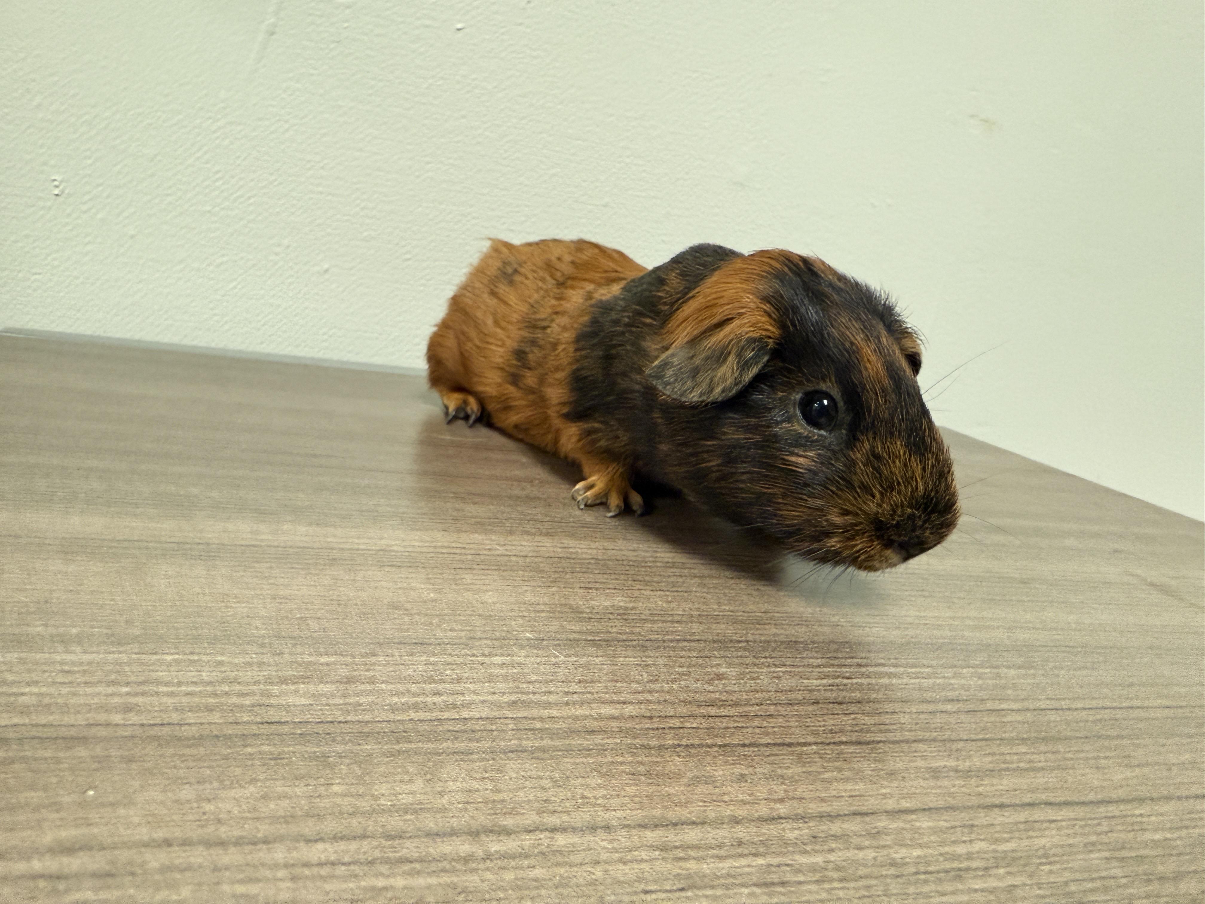 Enlarge The sweet C’s , a ADOPTABLE Guinea Pig in Independence, OH image 6/6