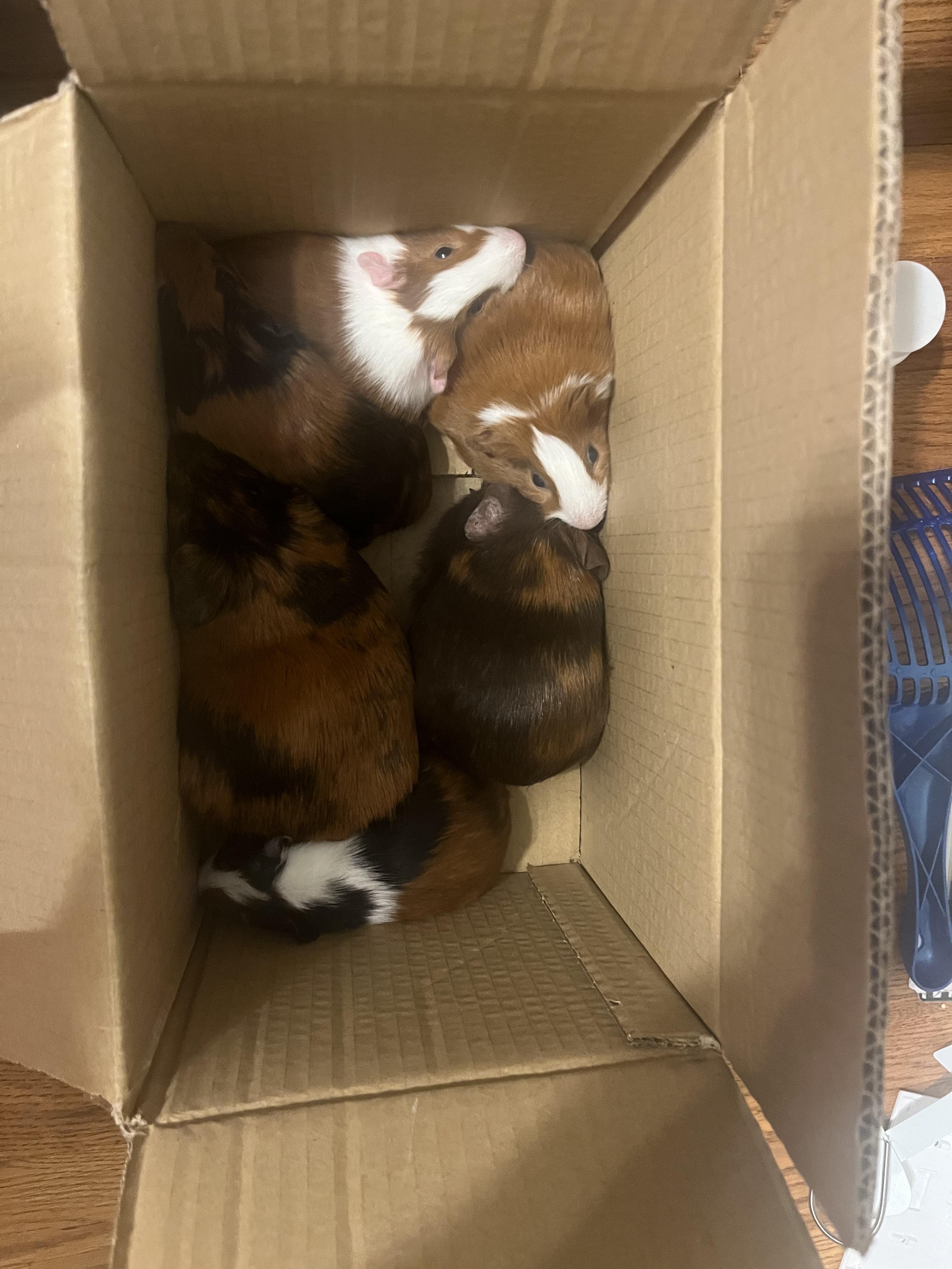 Enlarge The sweet C’s , a ADOPTABLE Guinea Pig in Independence, OH image 3/6