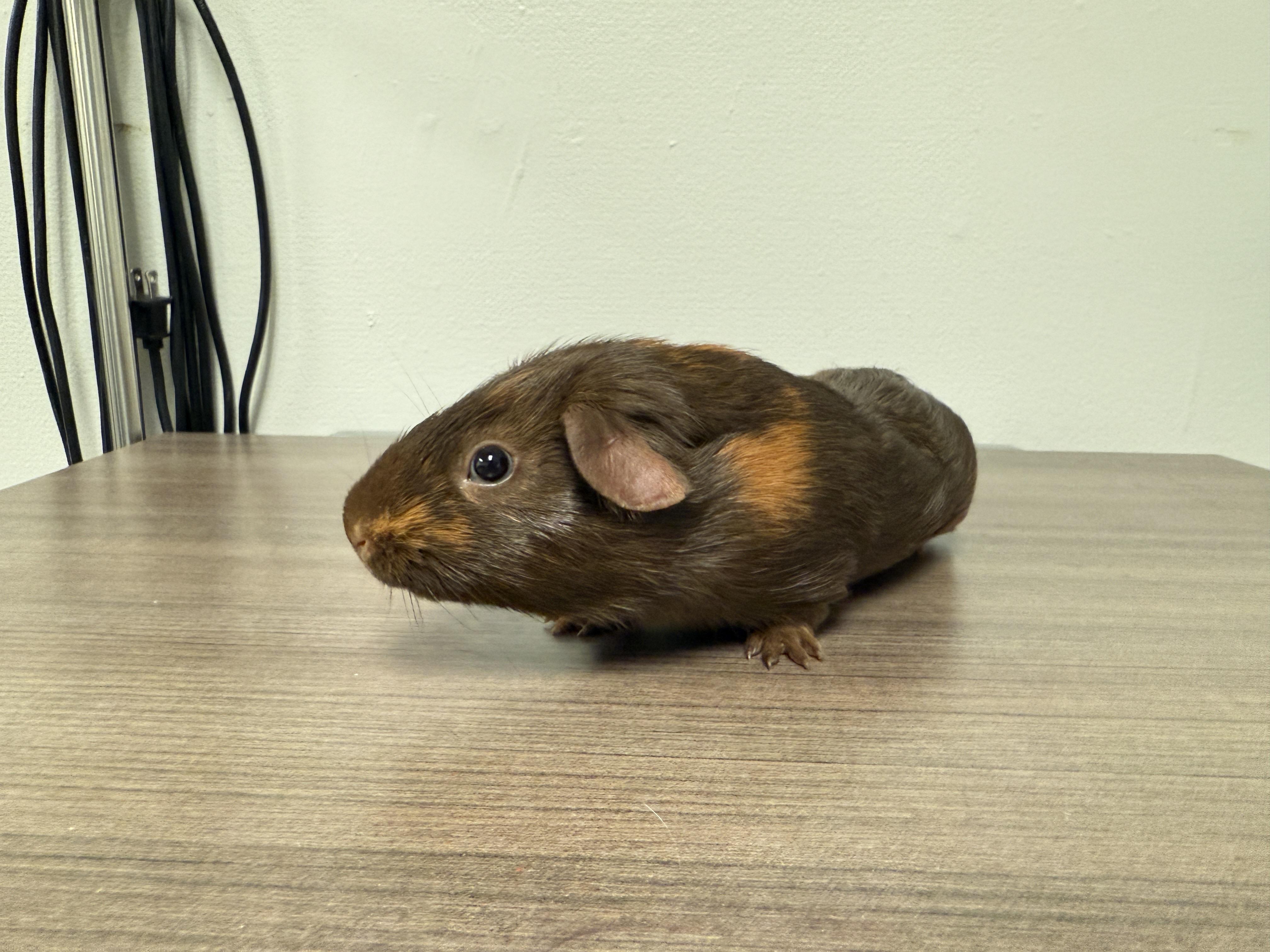Enlarge The sweet C’s , a ADOPTABLE Guinea Pig in Independence, OH image 2/6