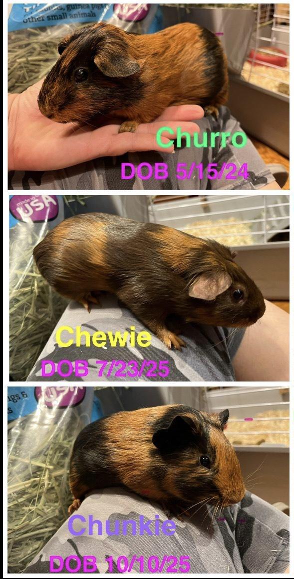 Enlarge The sweet C’s , a ADOPTABLE Guinea Pig in Independence, OH image 1/4