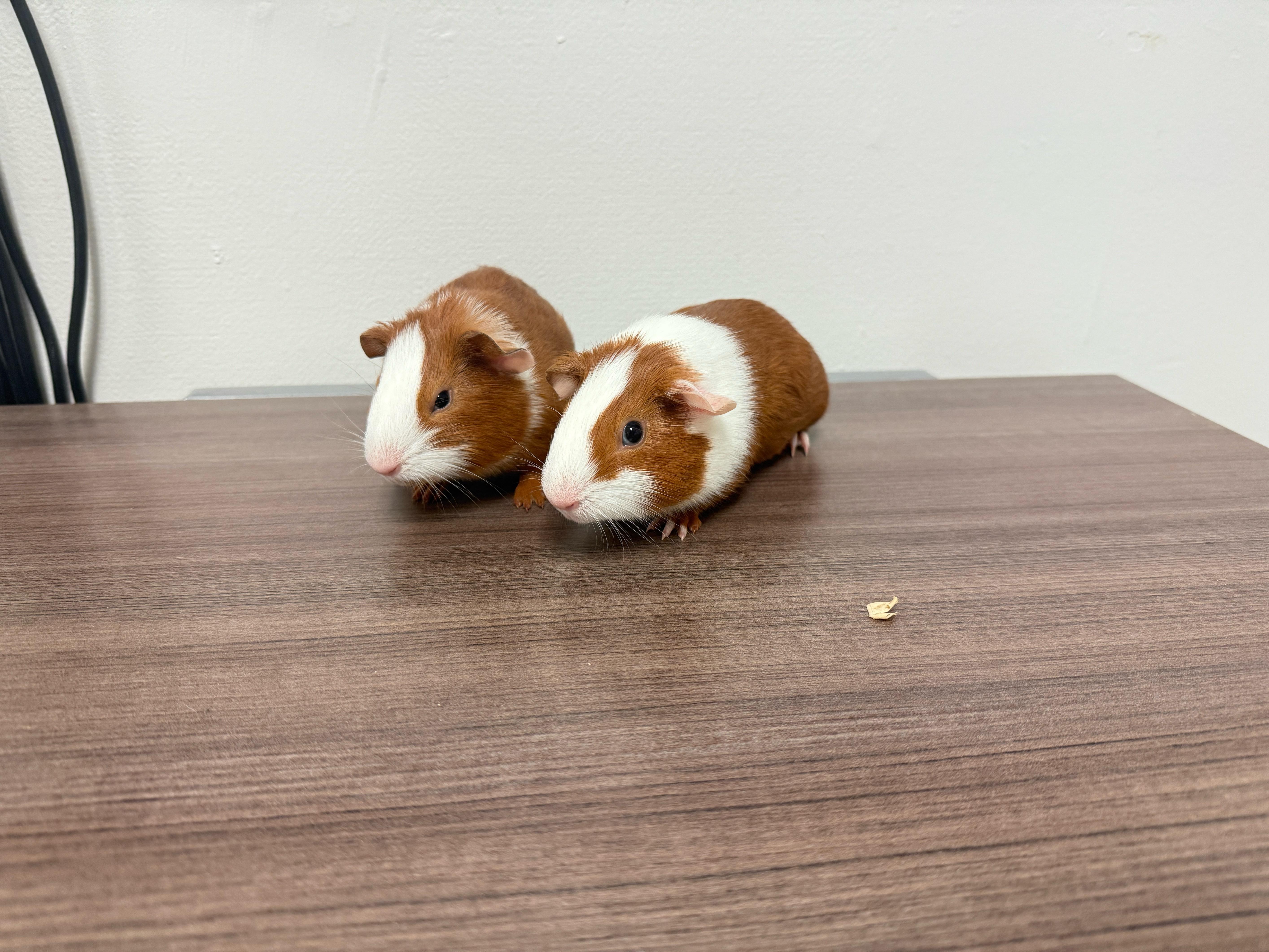 Enlarge The sweet C’s , a ADOPTABLE Guinea Pig in Independence, OH image 4/6