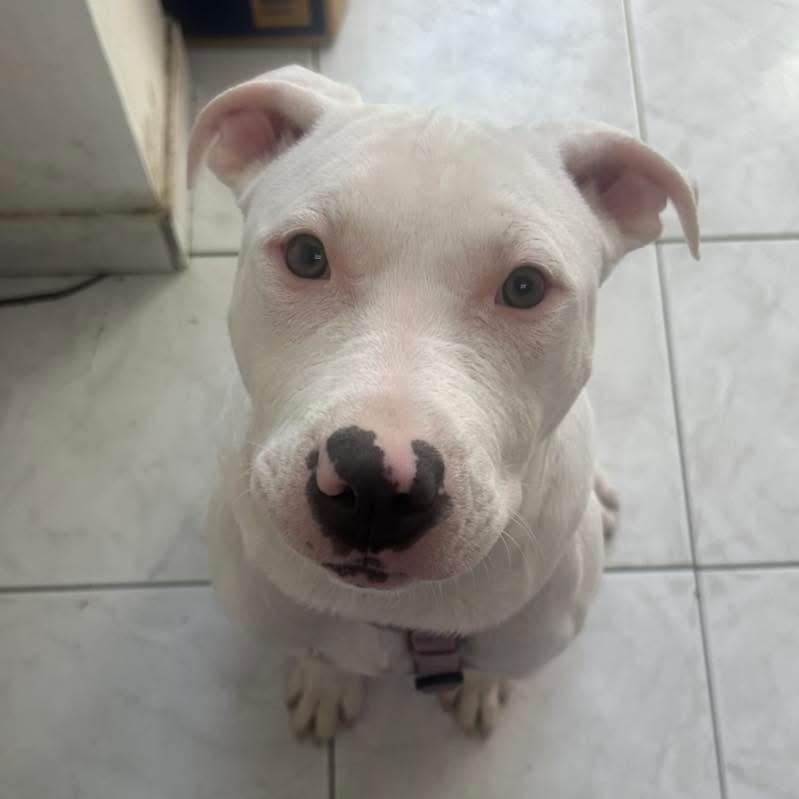 Enlarge Alaska, a ADOPTABLE mixed breed in Short Hills, NJ image 5/5