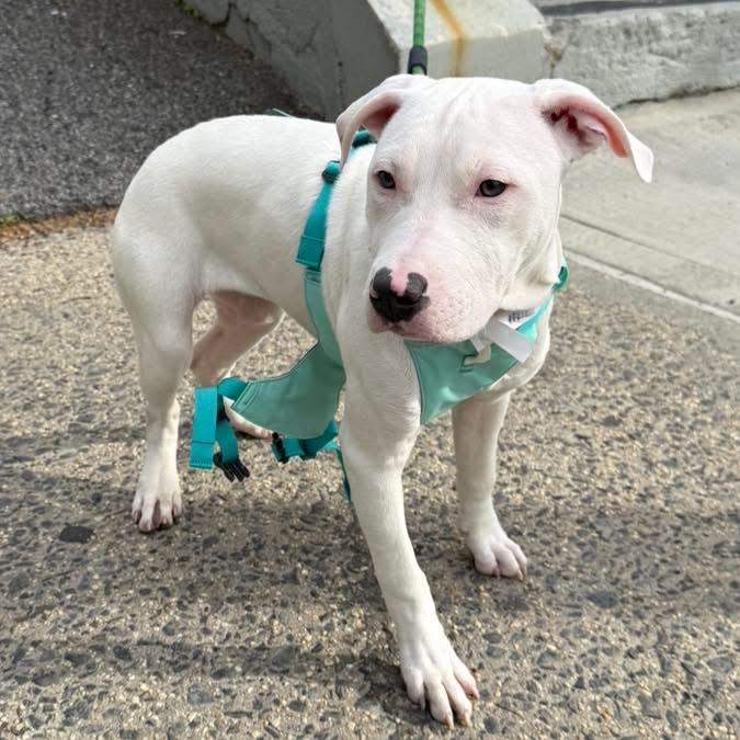 Enlarge Alaska, a ADOPTABLE mixed breed in Short Hills, NJ image 3/5