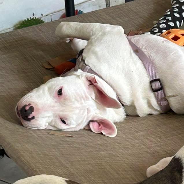 Enlarge Alaska, a ADOPTABLE mixed breed in Short Hills, NJ image 2/5