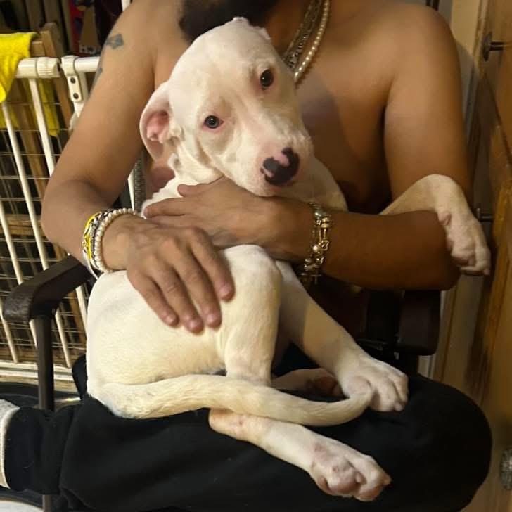 Enlarge Alaska, a ADOPTABLE mixed breed in Short Hills, NJ image 1/5