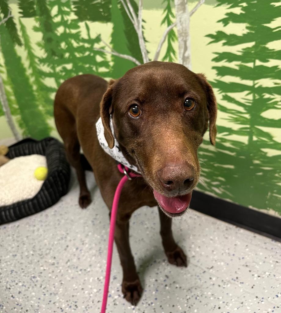 Enlarge Artemis, a Adoptable mixed breed in Logan, UT image 2/2