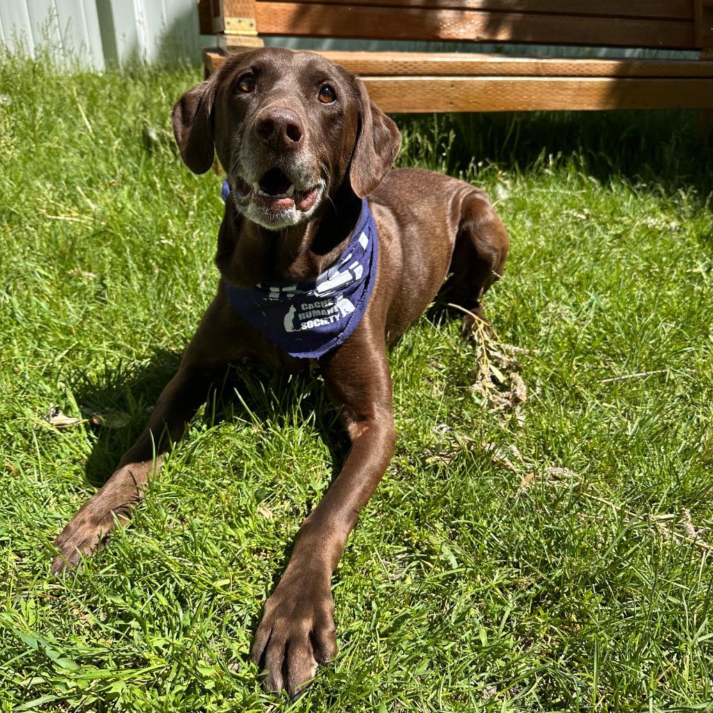 Enlarge Artemis, a Adoptable mixed breed in Logan, UT image 2/3