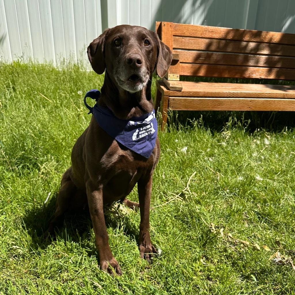 Enlarge Artemis, a Adoptable mixed breed in Logan, UT image 3/3
