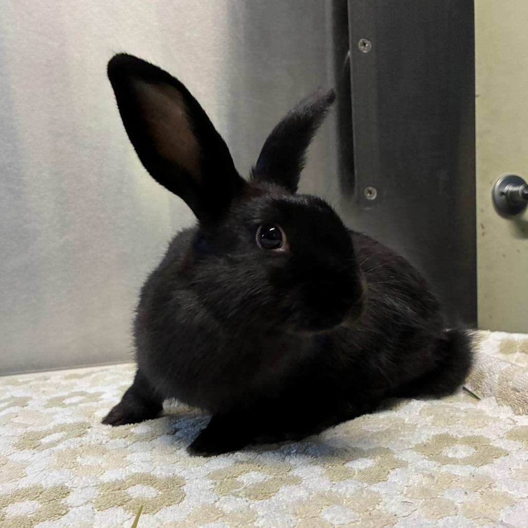 Platypus, Adoptable, Young Female Rex & Bunny Rabbit.