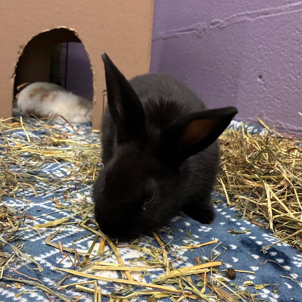 Enlarge Platypus, a Adoptable mixed breed in Providence, RI image 2/6