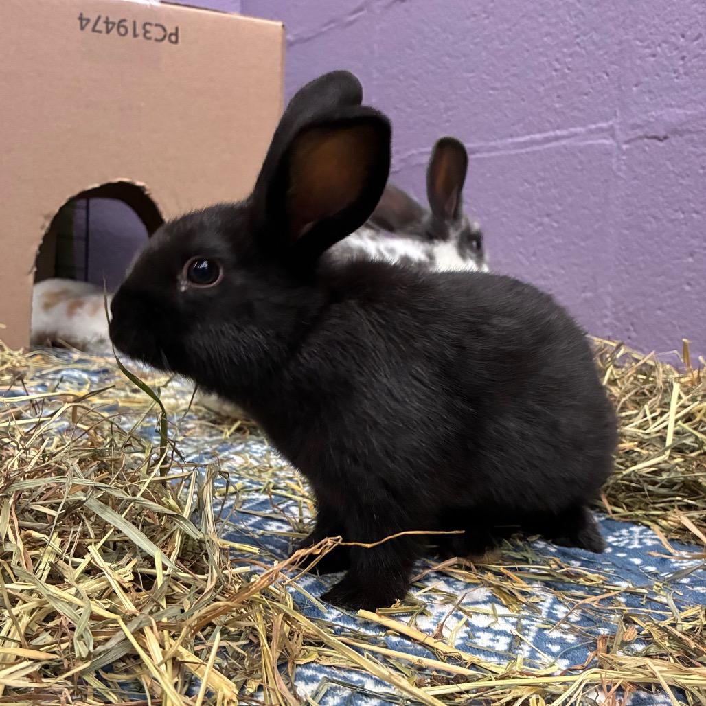 Enlarge Platypus, a Adoptable mixed breed in Providence, RI image 3/6