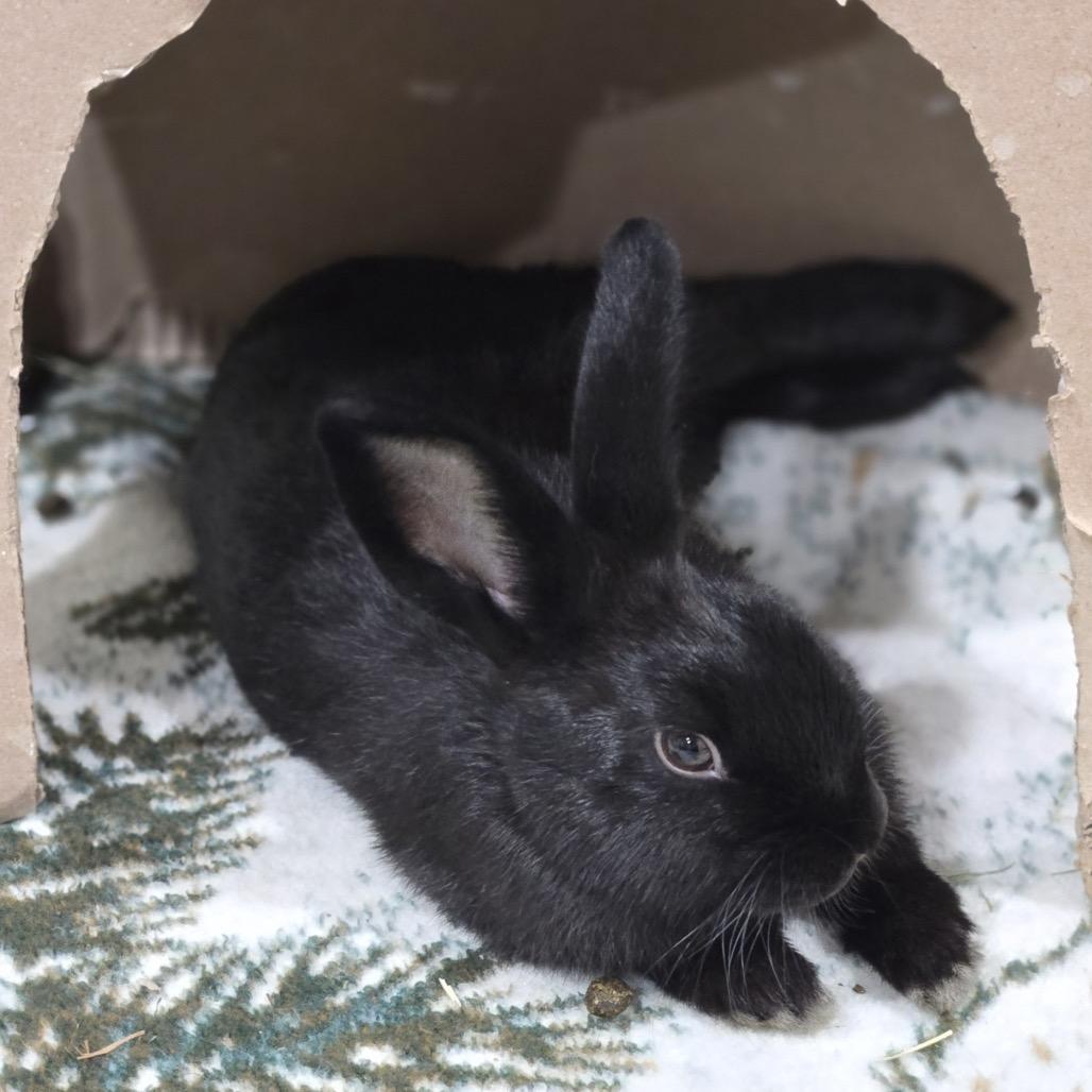 Enlarge Platypus, a Adoptable mixed breed in Providence, RI image 4/6
