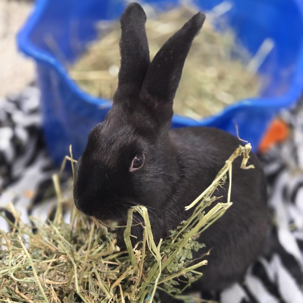 Enlarge Platypus, a Adoptable mixed breed in Providence, RI image 5/6