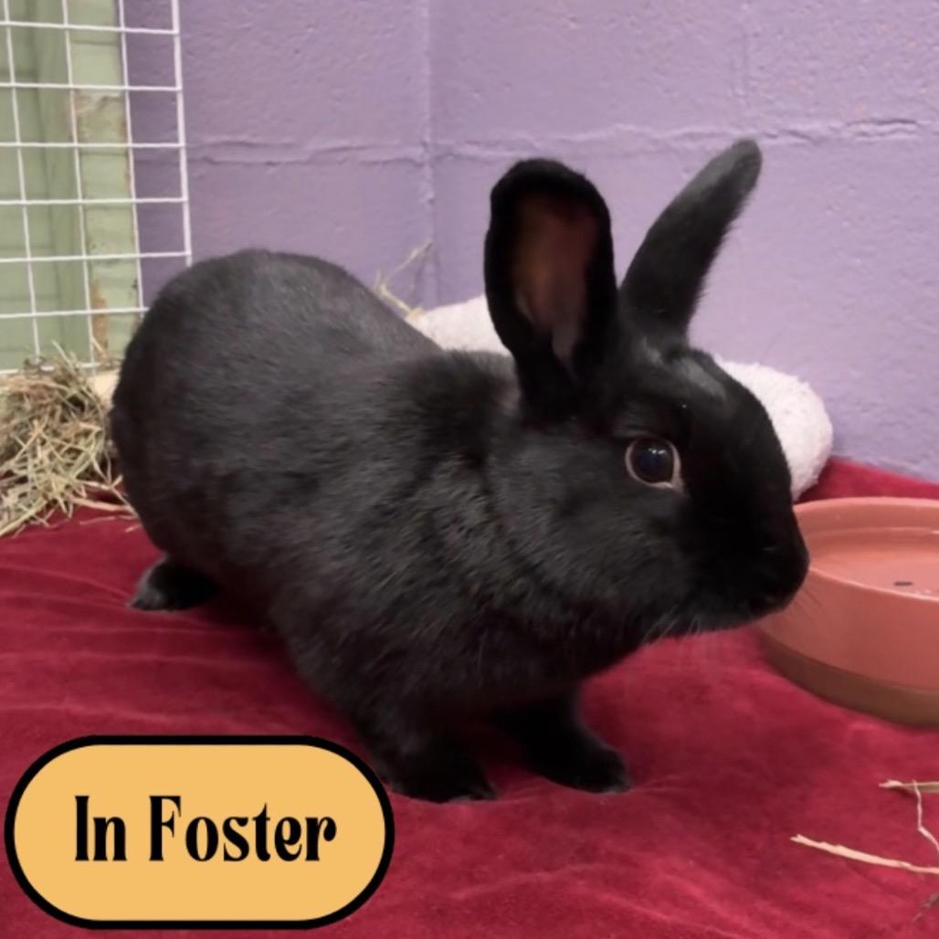 Enlarge Platypus, a Adoptable mixed breed in Providence, RI image 6/6