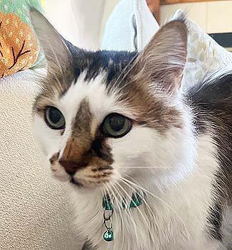 Buddy, Adopted, Senior Male Domestic Short Hair & Siamese.