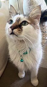 Enlarge Buddy, a Adopted mixed breed in Tiburon, CA image 2/3