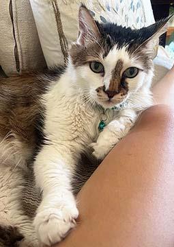 Buddy, Adopted, Senior Male Domestic Short Hair & Siamese.