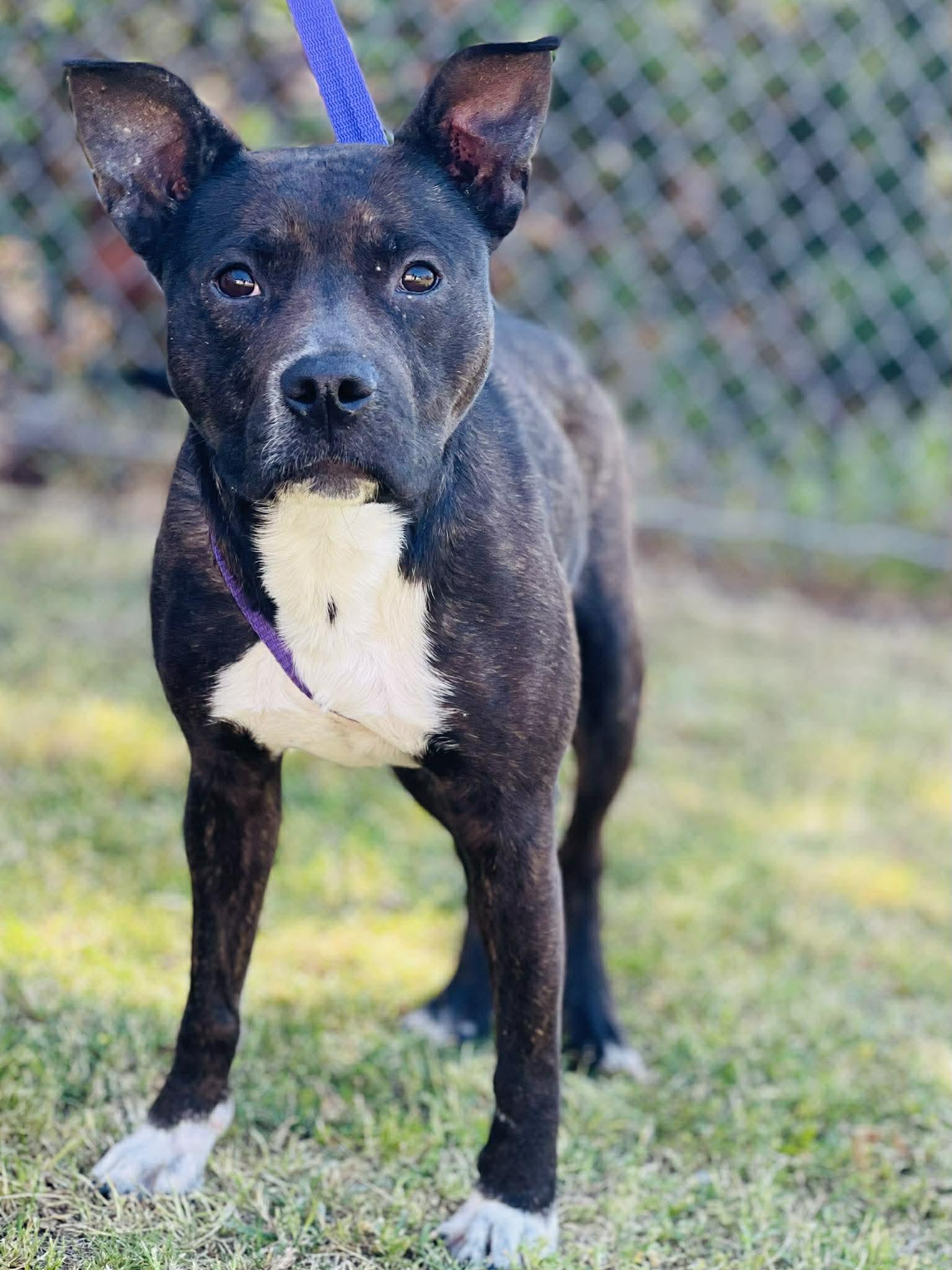 Enlarge AC-4429 "Violet", a ADOPTABLE mixed breed in Conyers, GA image 1/1
