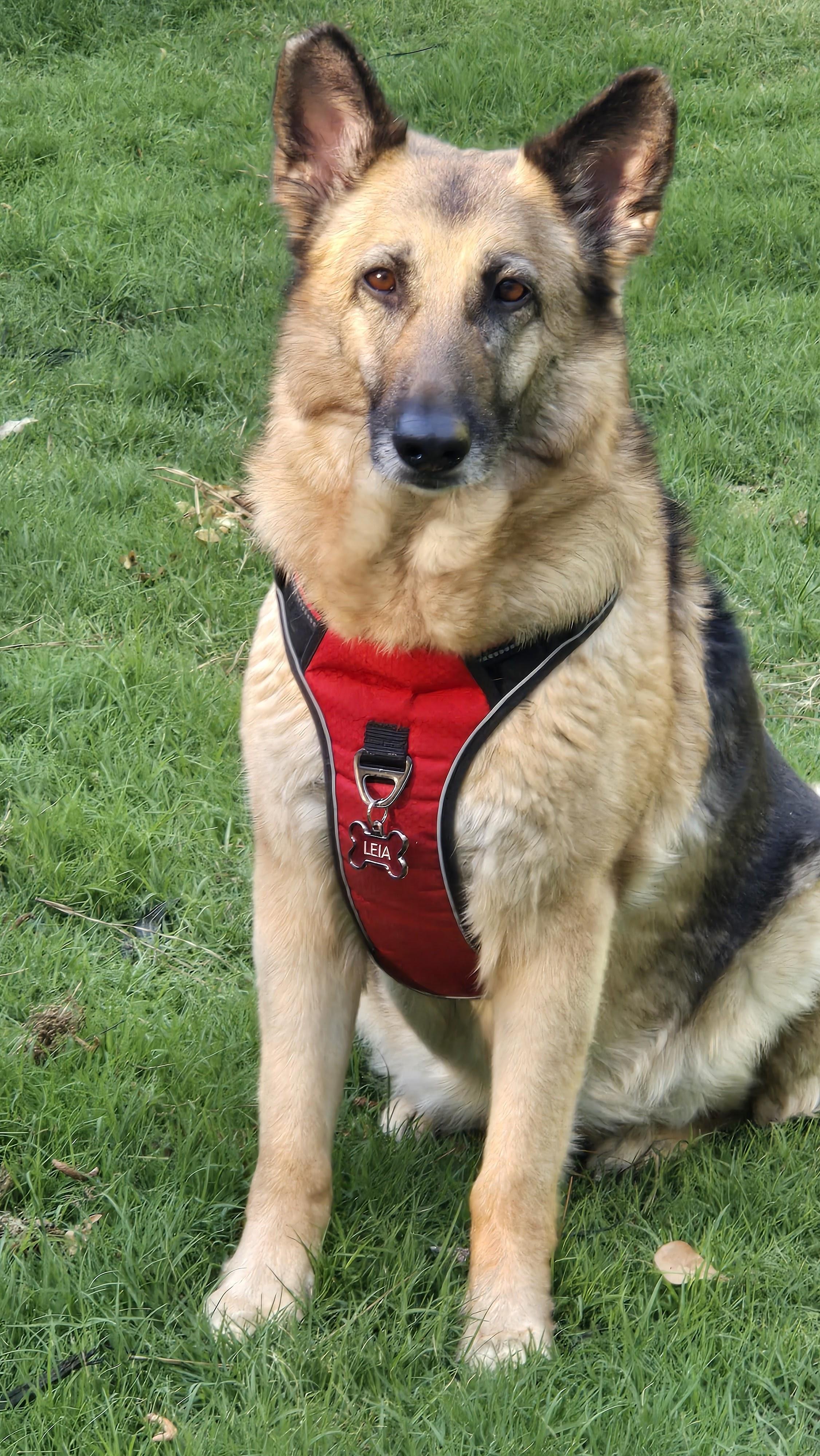 Enlarge Leia, an adopted German Shepherd Dog in Roswell, GA image 5/6