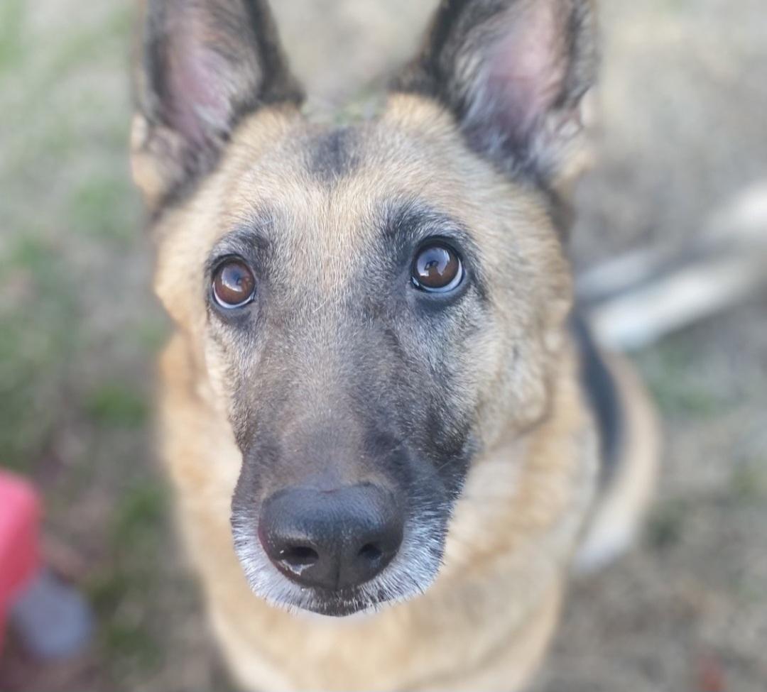 Leia, adopted, Adult Female German Shepherd Dog.