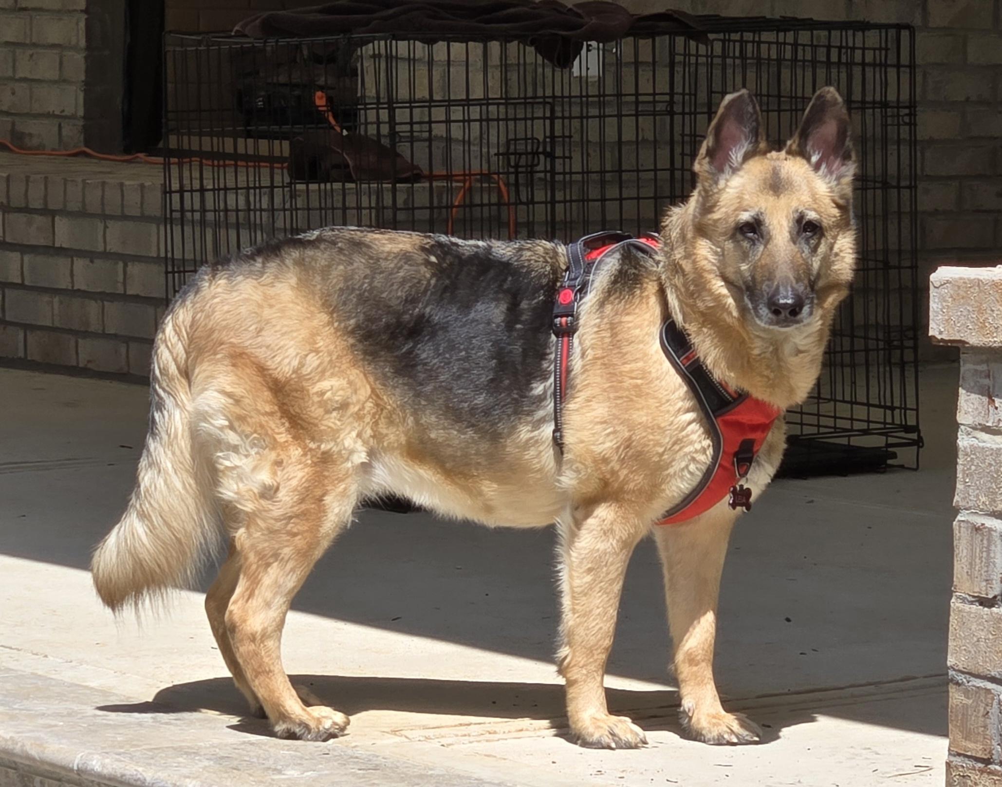 Enlarge Leia, an adopted German Shepherd Dog in Roswell, GA image 6/6