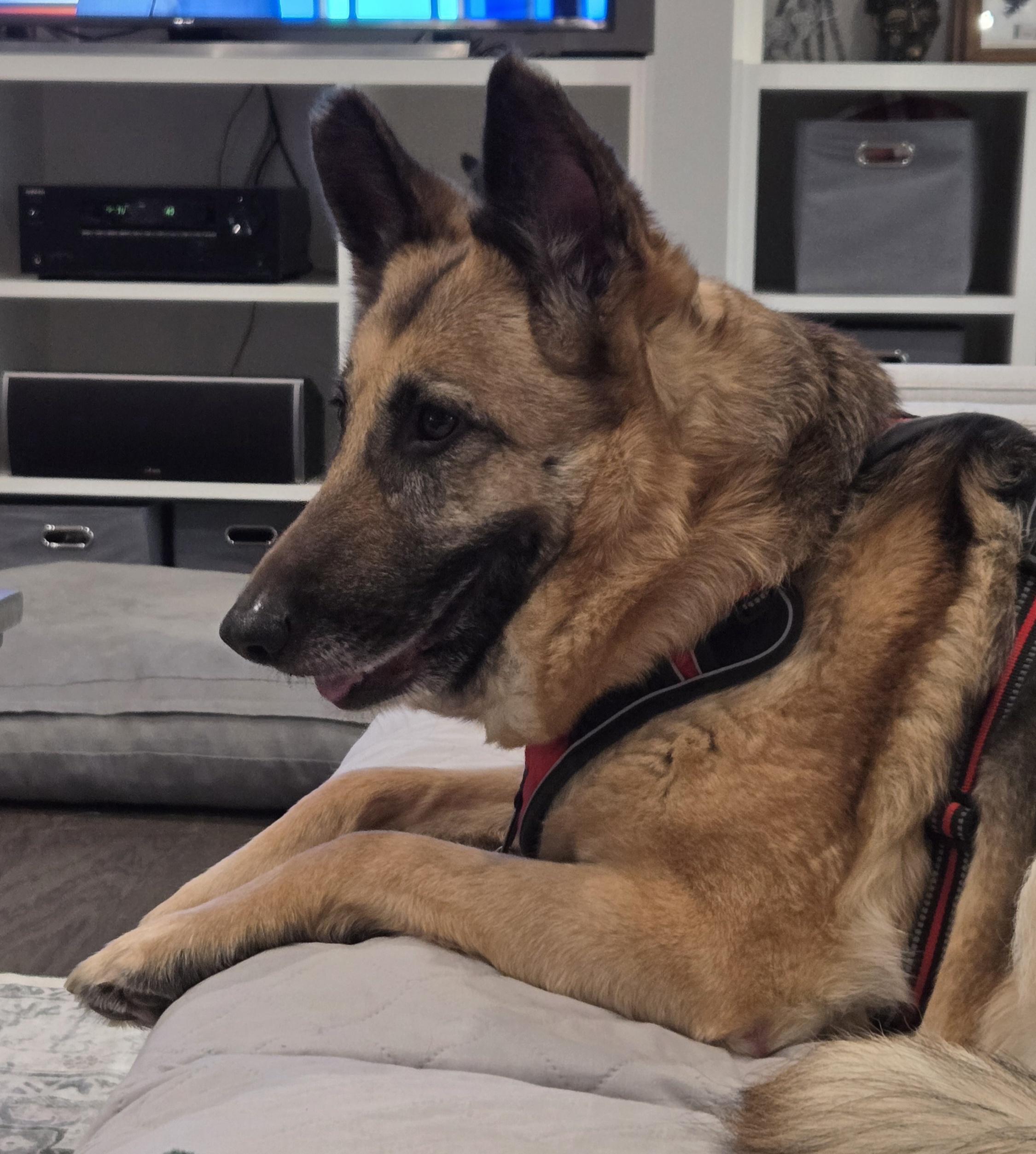 Enlarge Leia, an adopted German Shepherd Dog in Roswell, GA image 3/6