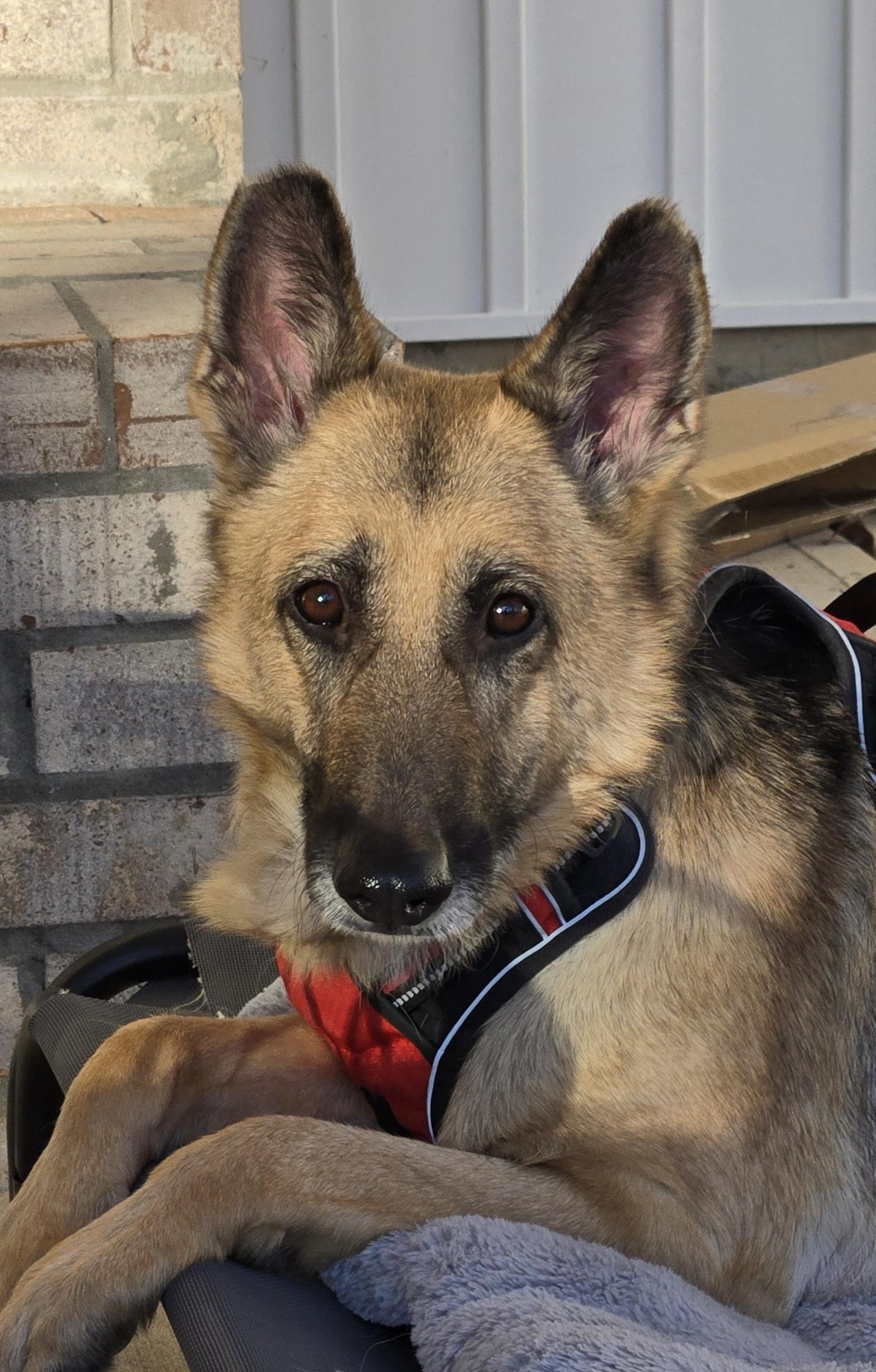 Enlarge Leia, an adopted German Shepherd Dog in Roswell, GA image 4/6