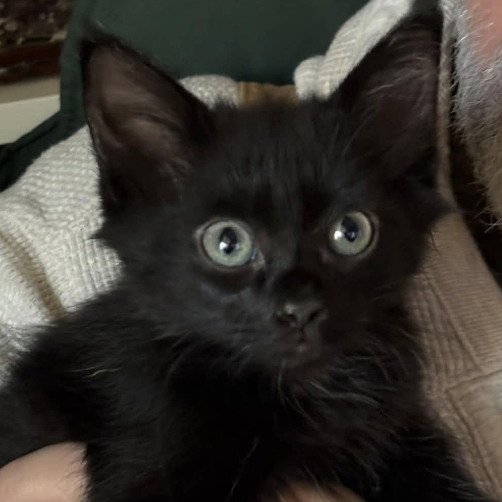 Shaggy, ADOPTABLE, Kitten Female Domestic Medium Hair.