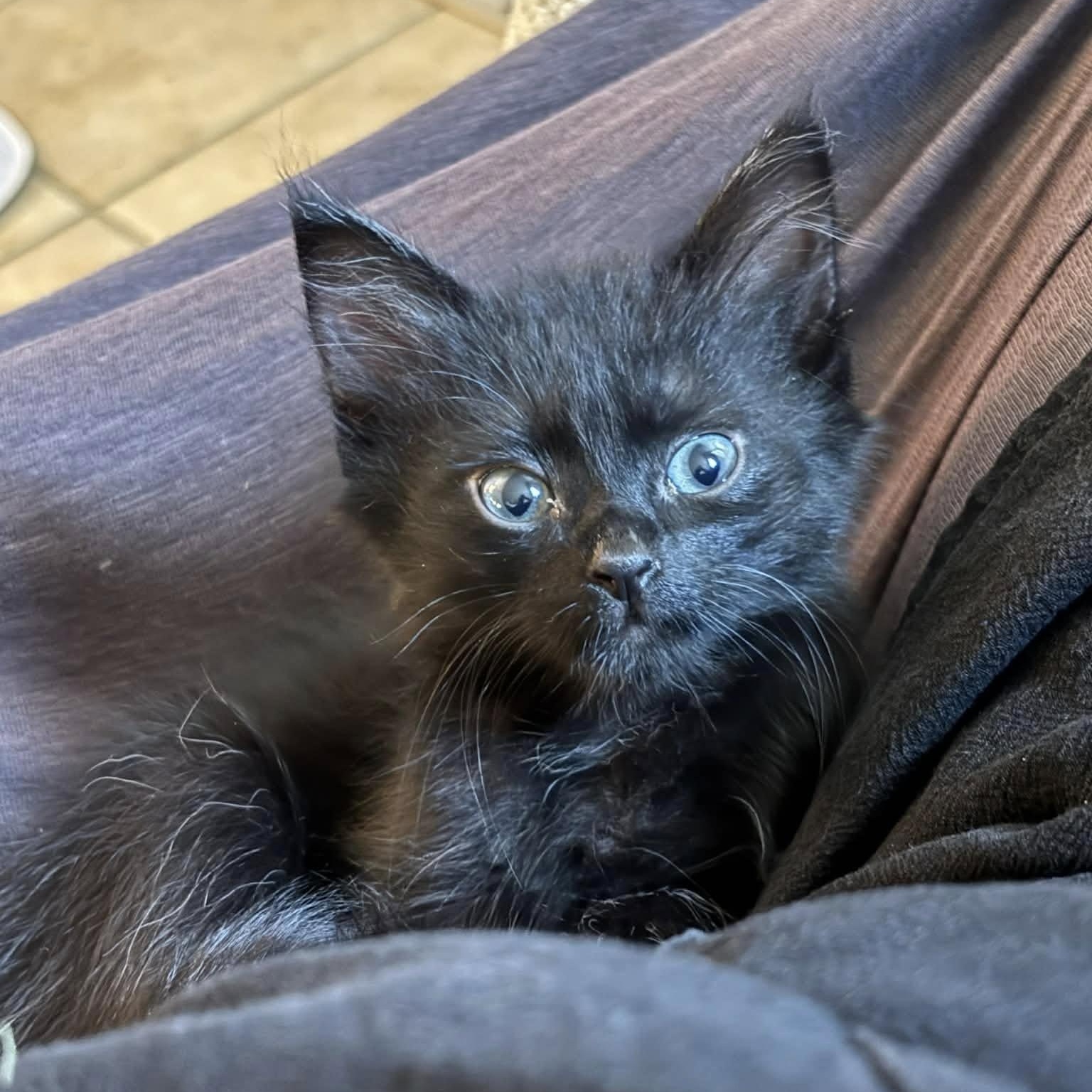 Enlarge Shaggy, a ADOPTABLE Domestic Medium Hair in Tracy, CA image 2/2