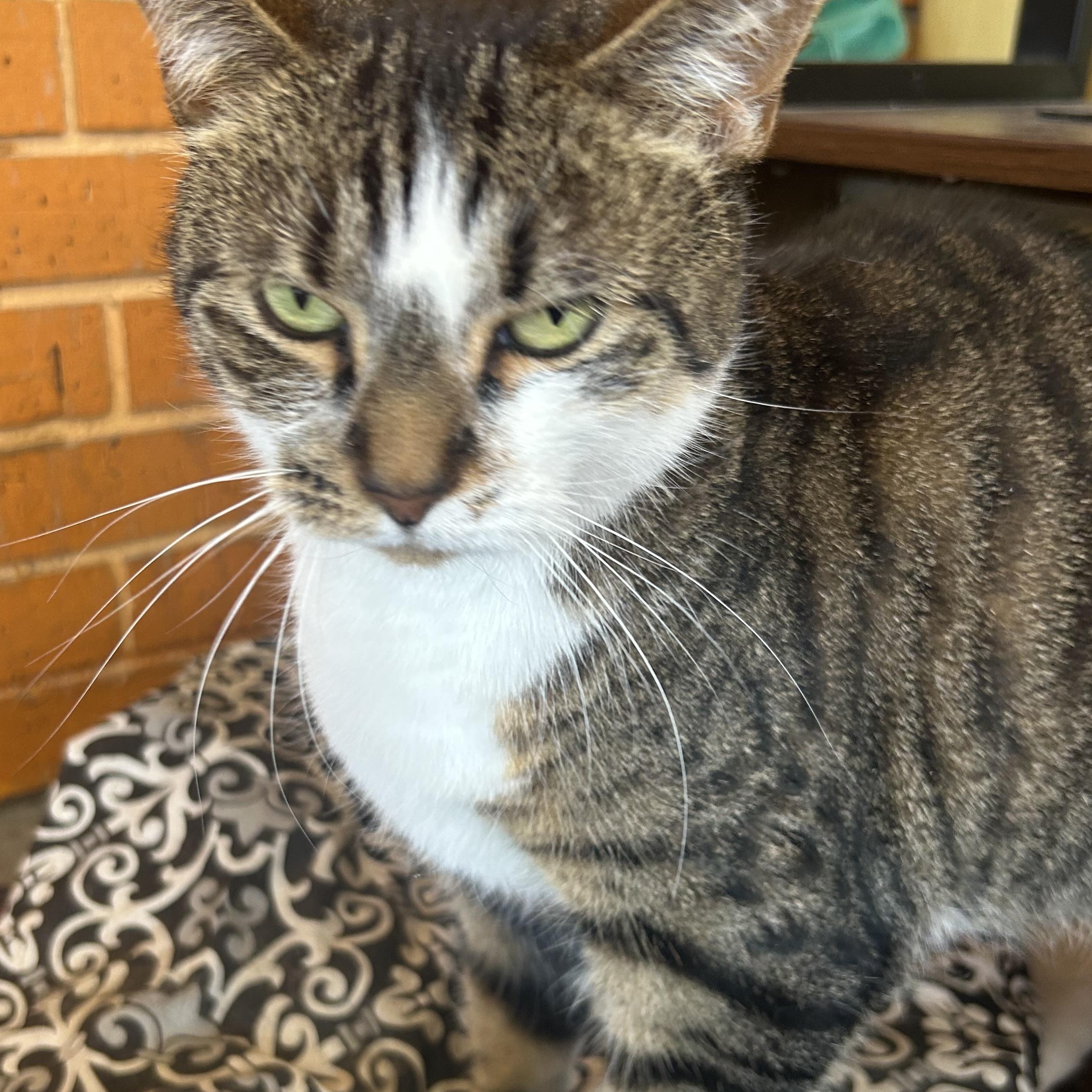 Enlarge Mamacita, a Adoptable mixed breed in Madison Heights, MI image 3/3