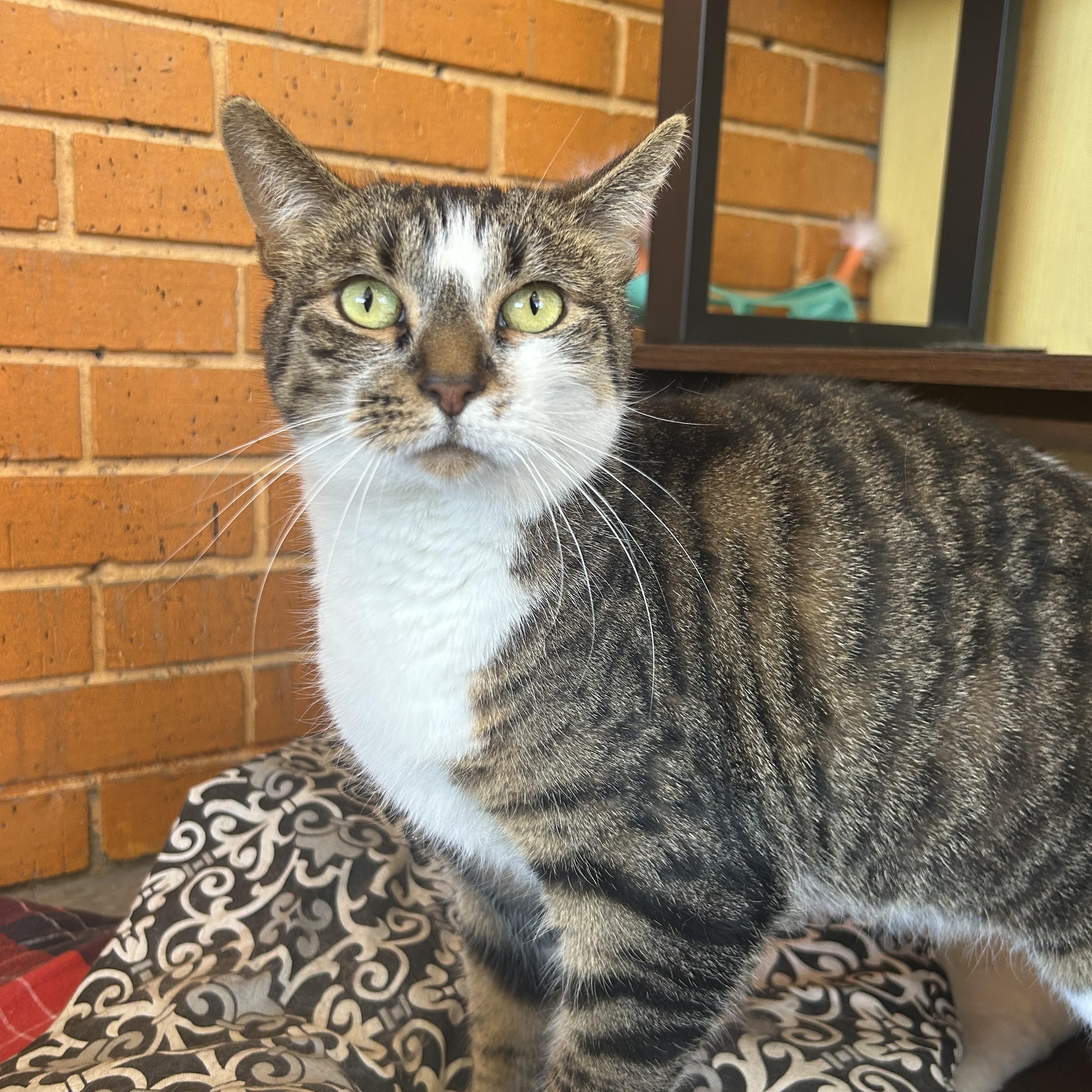 Enlarge Mamacita, a Adoptable mixed breed in Madison Heights, MI image 2/3