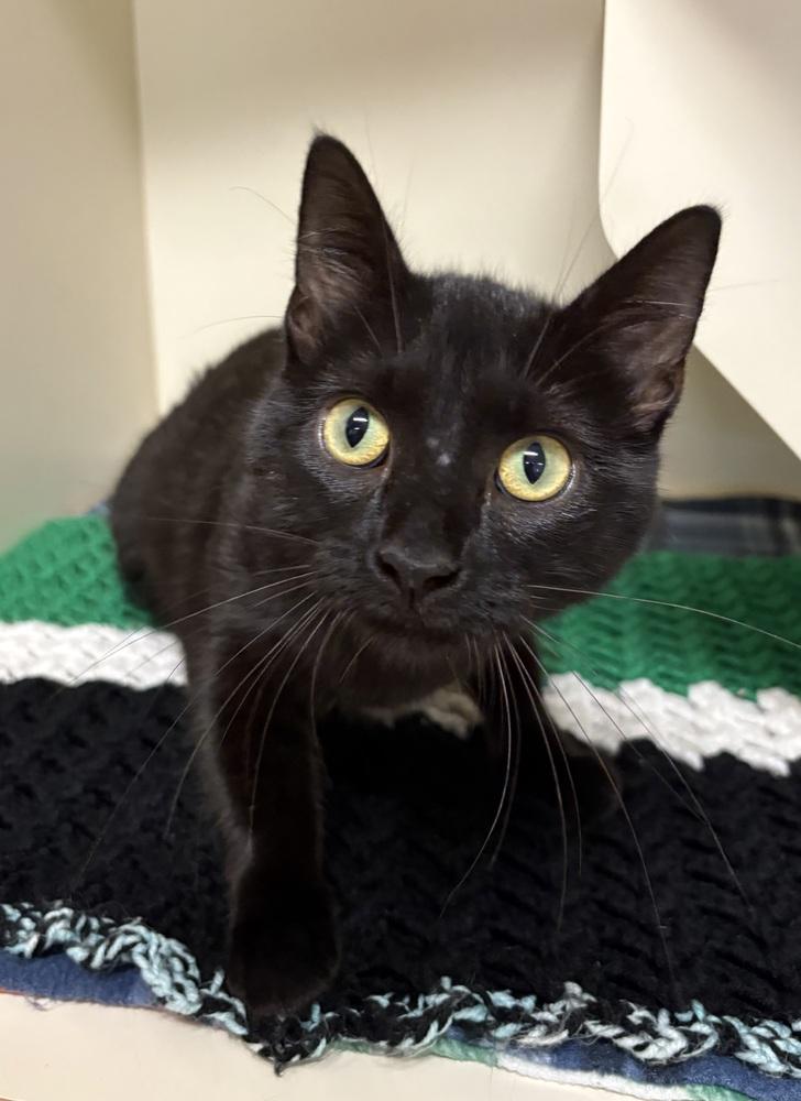 Enlarge Nevada, a Adoptable Domestic Short Hair in Rochester, IN image 1/1
