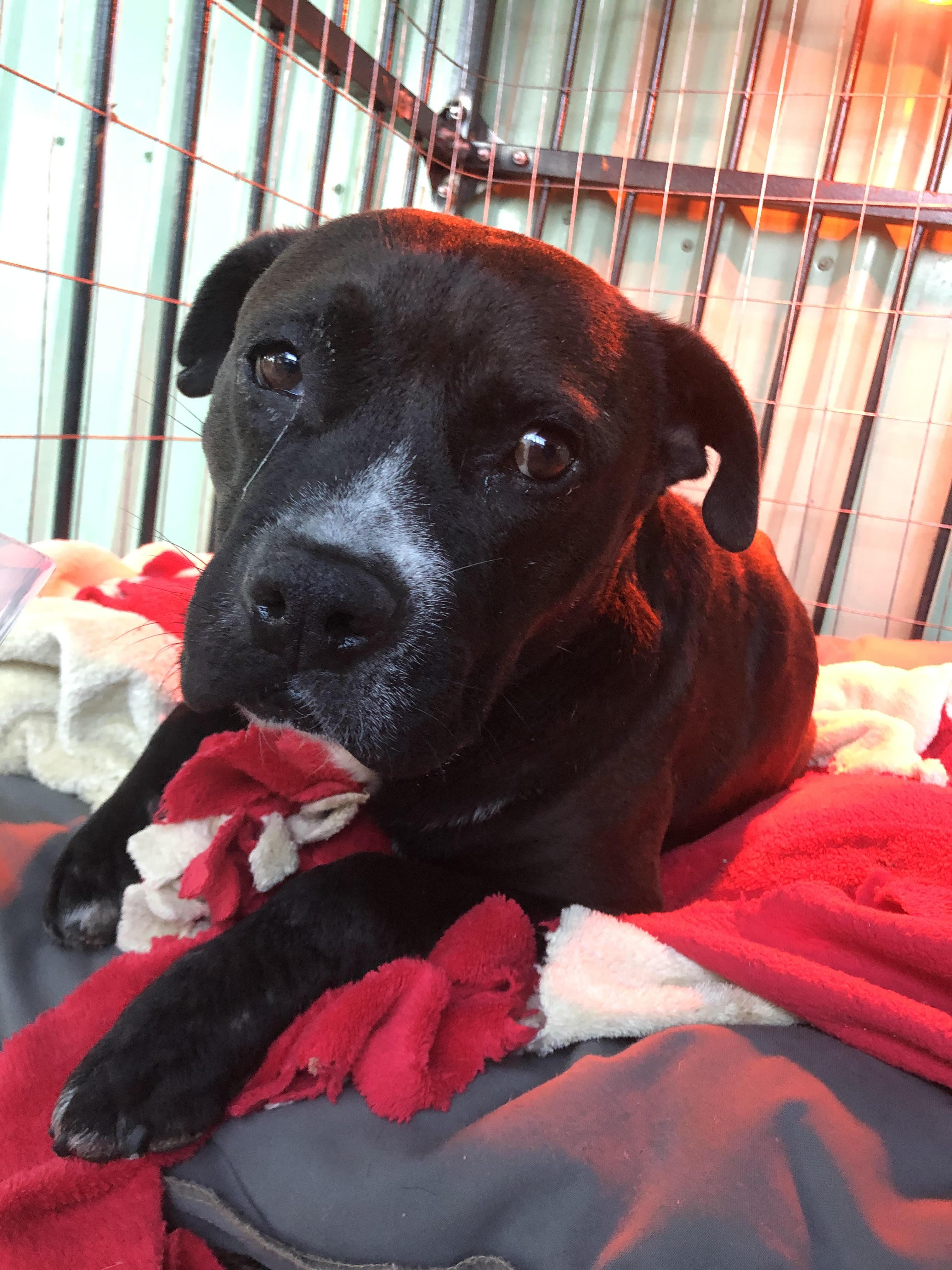 Enlarge Tommy, a Adopted mixed breed in Central Point, OR image 5/6