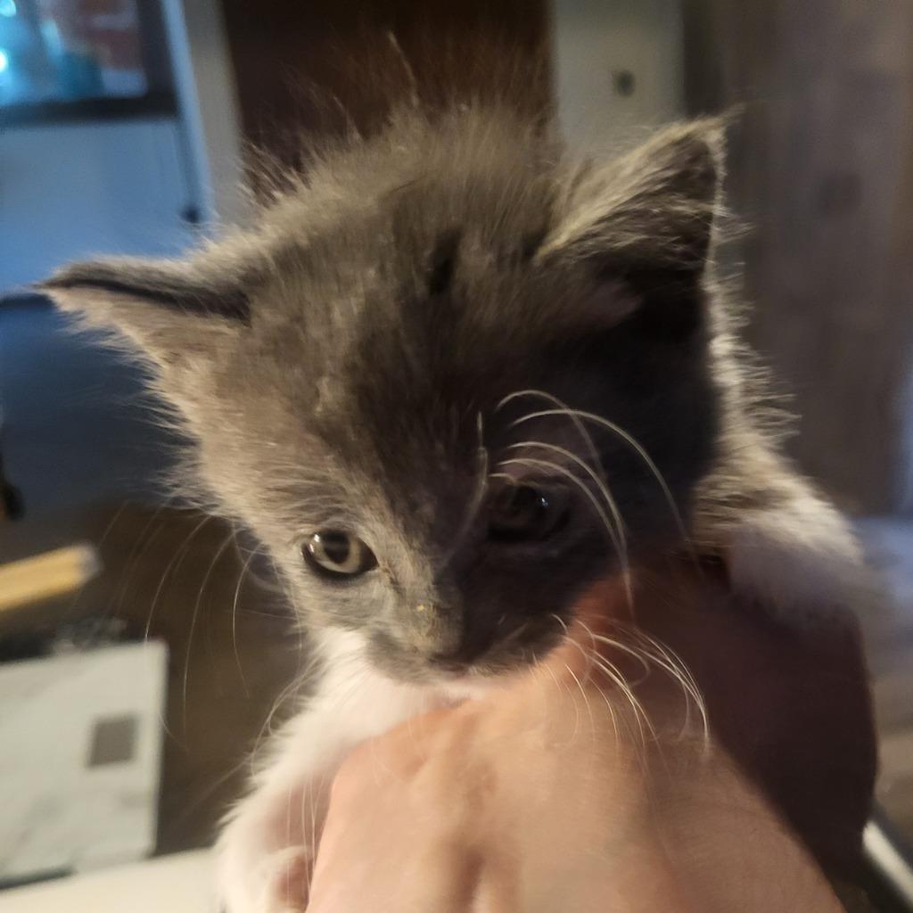 Mabel, Adoptable, Kitten Female Domestic Short Hair.