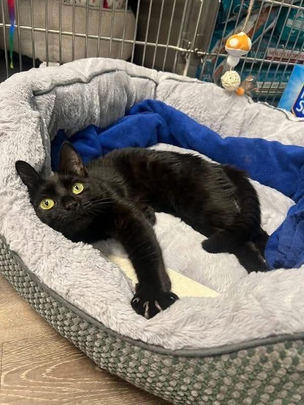Maxine, a Adoptable Domestic Short Hair in South River, NJ image 6/6