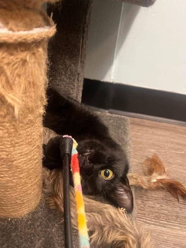 Maxine, a Adoptable Domestic Short Hair in South River, NJ image 5/6