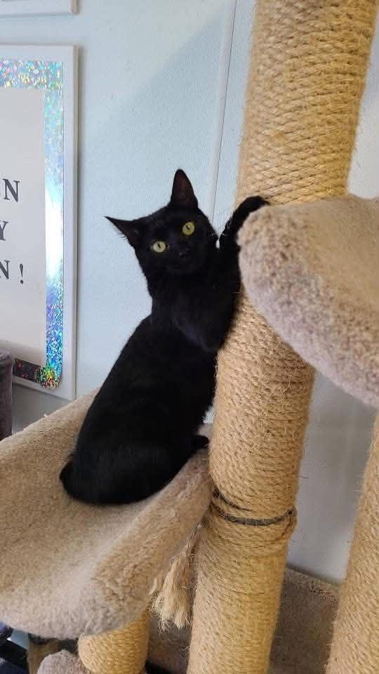 Maxine, a Adoptable Domestic Short Hair in South River, NJ image 2/6