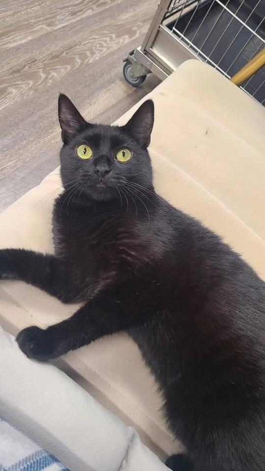 Maxine, a Adoptable Domestic Short Hair in South River, NJ image 1/6