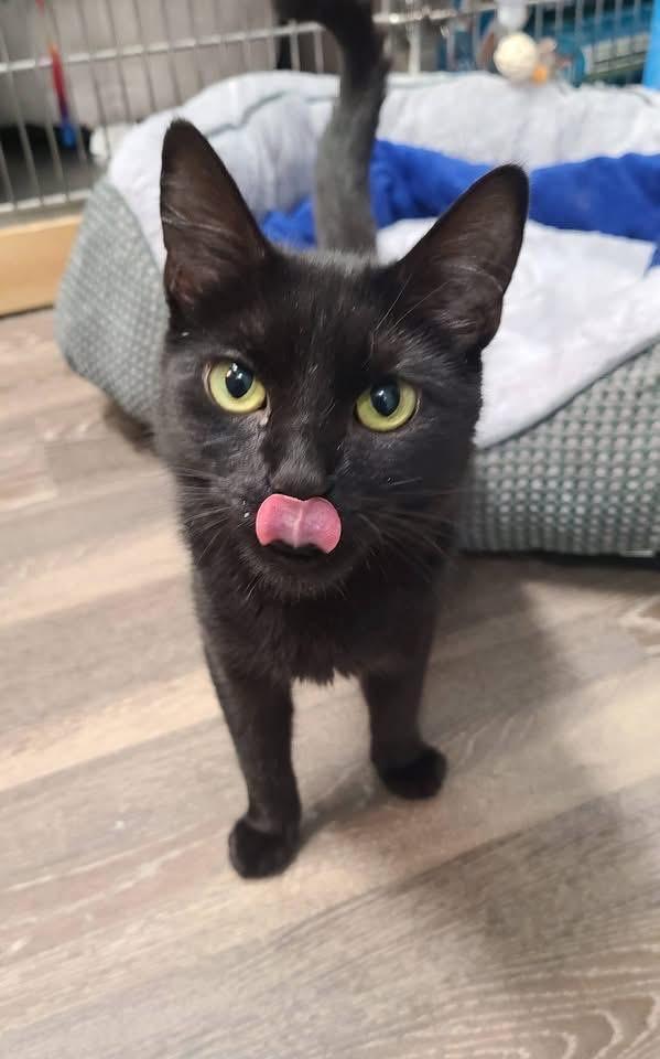Maxine, a Adoptable Domestic Short Hair in South River, NJ image 4/6