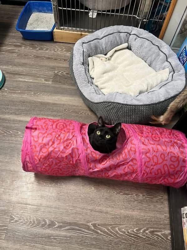 Maxine, a Adoptable Domestic Short Hair in South River, NJ image 3/6