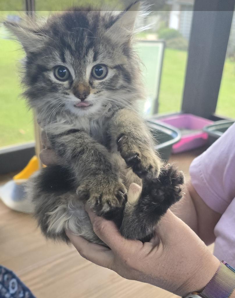 Pom Poms, Adoptable, Kitten Female Domestic Short Hair.
