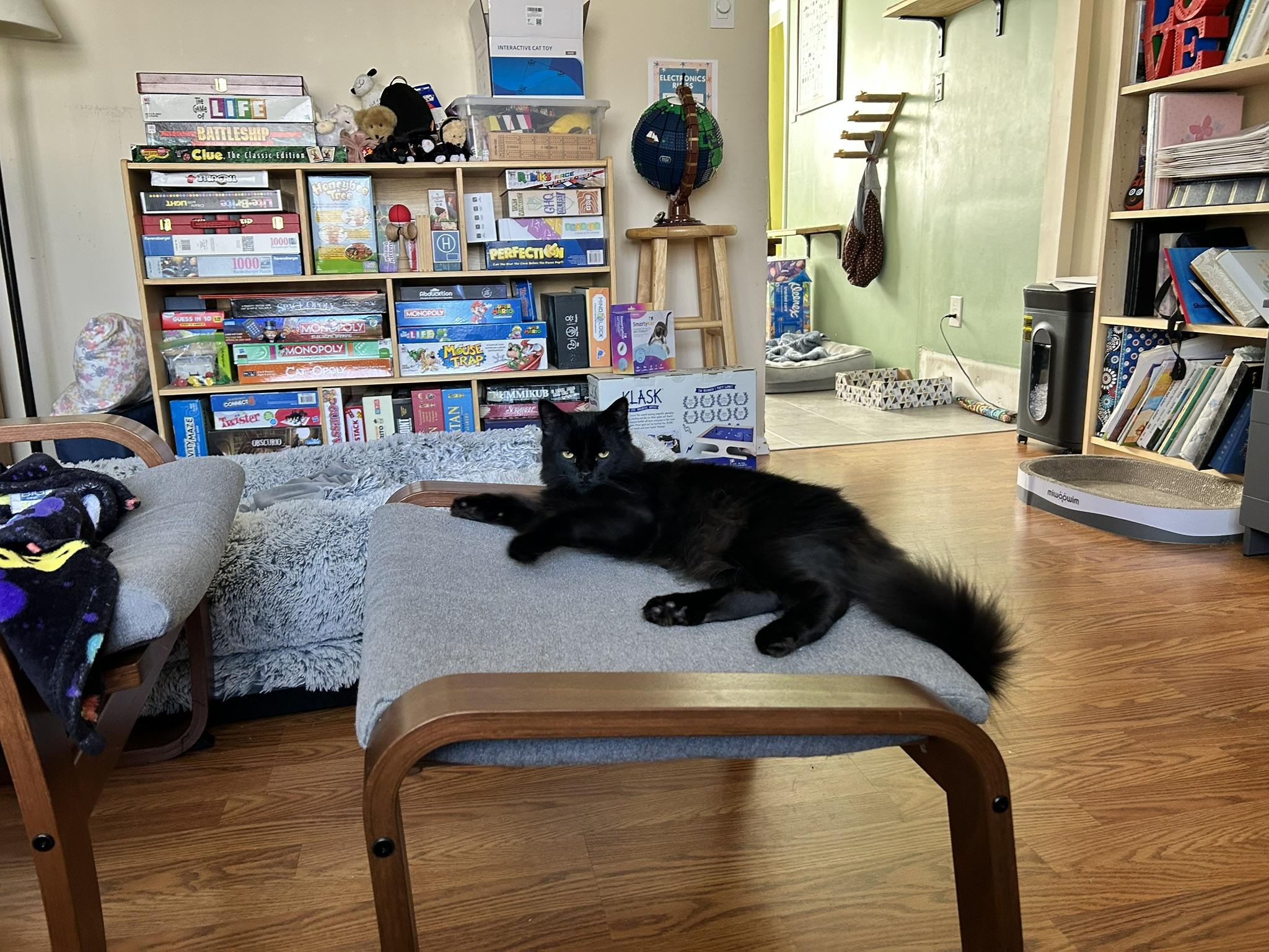 Enlarge Cayenne, an adopted Domestic Long Hair in Allentown, PA image 2/5